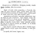 Cercaria lupus - Original description image