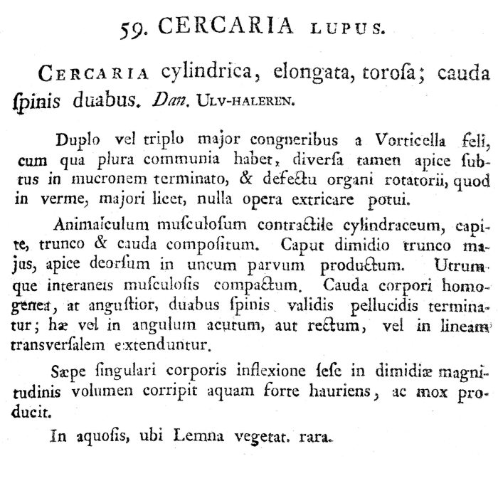 Cercaria lupus - Original description image