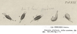 Cercaria podura
