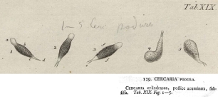 Cercaria podura