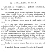 Cercaria podura - Original description image