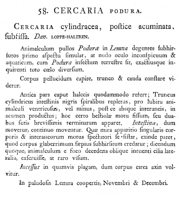 Cercaria podura - Original description image