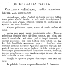 Cercaria podura