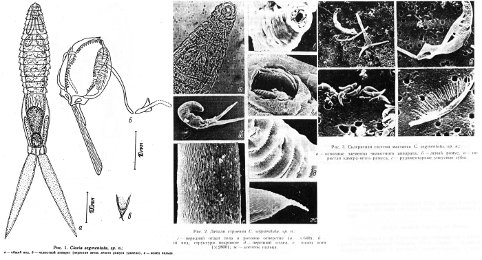 Claria segmentata - Original description image