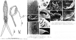 Claria segmentata