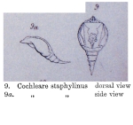 Cochleare staphylinus - Original description image