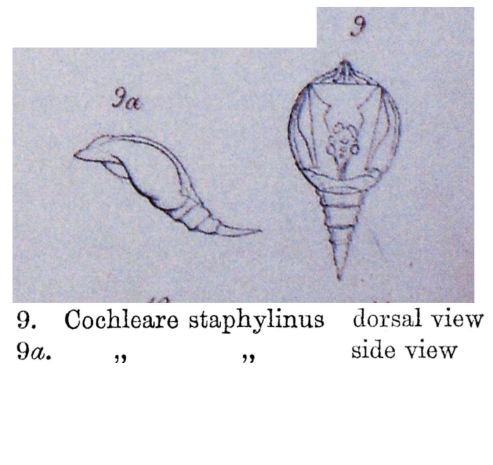 Cochleare staphylinus