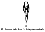 Cochleare turbo