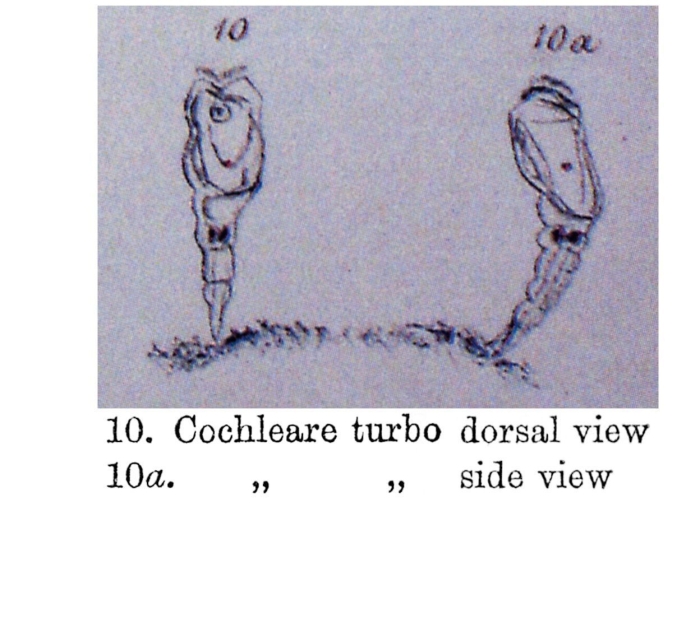 Cochleare turbo