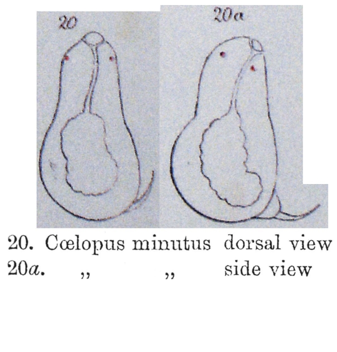 Coelopus minutus - Original description image