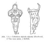 Collotheca algicola