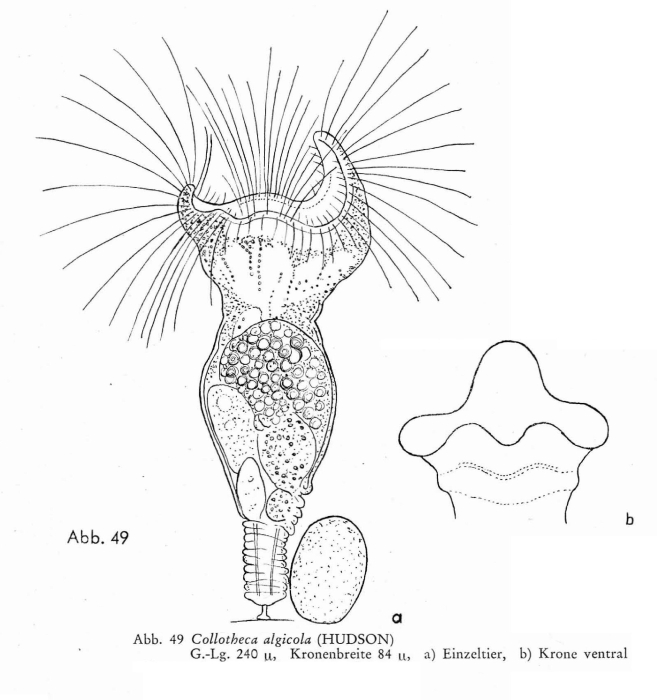 Collotheca algicola