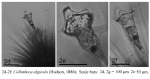 Collotheca algicola