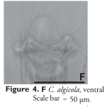 Collotheca algicola