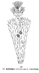 Collotheca algicola