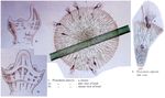 Collotheca algicola