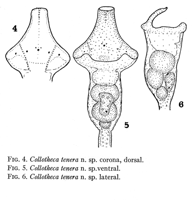 Collotheca algicola var. tenera - Original description image