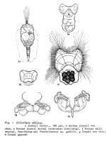 Collotheca ambigua
