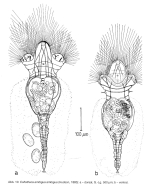 Collotheca ambigua
