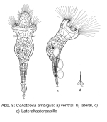 Collotheca ambigua
