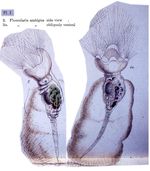 Collotheca ambigua