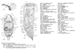 Collotheca ambigua