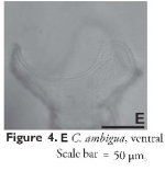 Collotheca ambigua