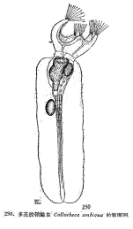 Collotheca ambigua
