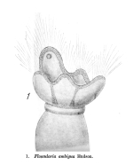 Collotheca ambigua