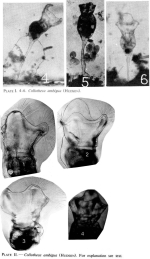Collotheca ambigua