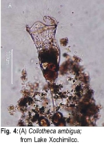 Collotheca ambigua