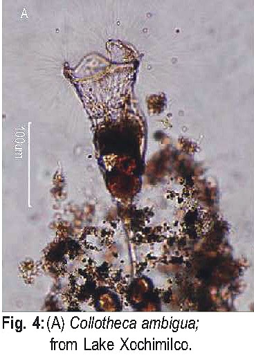 Collotheca ambigua