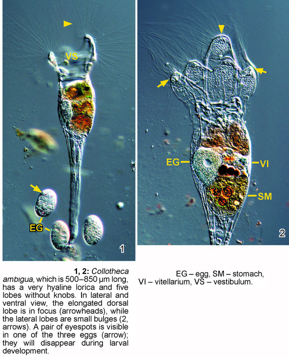 Collotheca ambigua