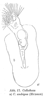 Collotheca ambigua