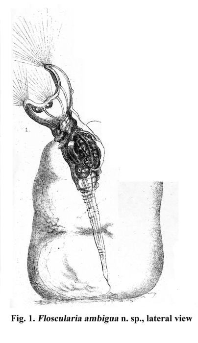 Collotheca ambigua - Original description image