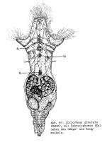 Collotheca annulata