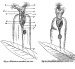 Collotheca annulata