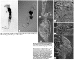 Collotheca atrochoides