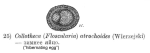 Collotheca atrochoides