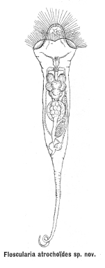 Collotheca atrochoides - Original description image