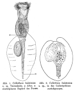 Collotheca balatonica