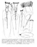 Collotheca balatonica f. rodewaldi