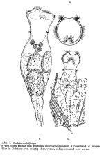 Collotheca bilfingeri