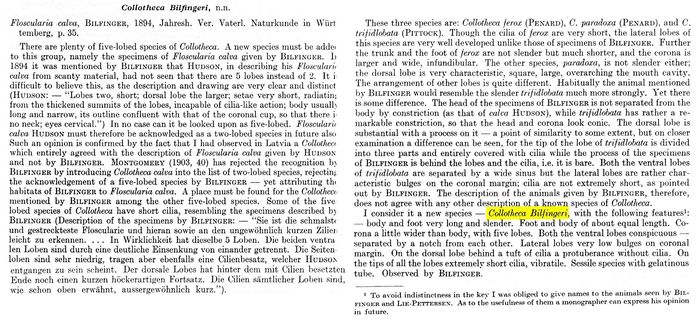 Collotheca bilfingeri - Original description image