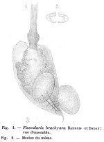 Collotheca brachyura - Original description image