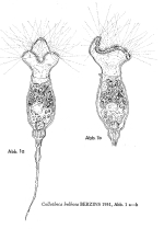 Collotheca bulbosa