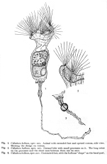 Collotheca bulbosa - Original description image