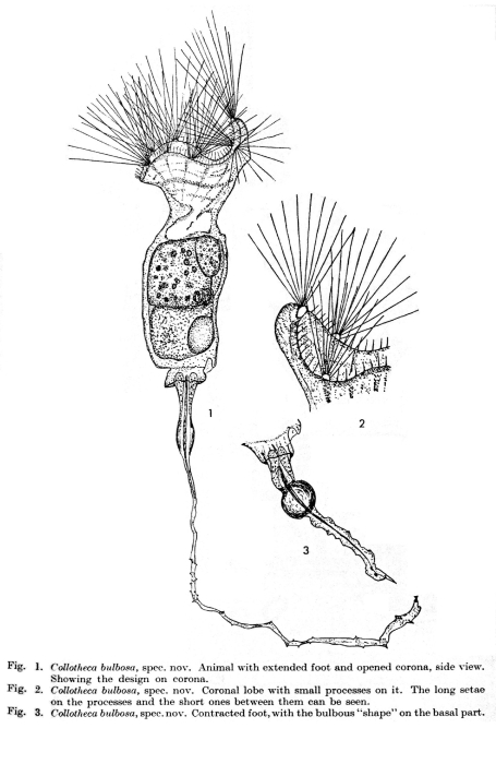 Collotheca bulbosa - Original description image