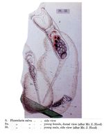 Collotheca calva