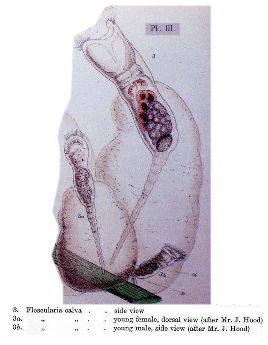Collotheca calva